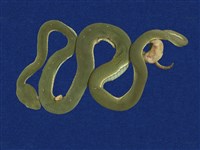 藏品(赤尾青竹絲)的圖片